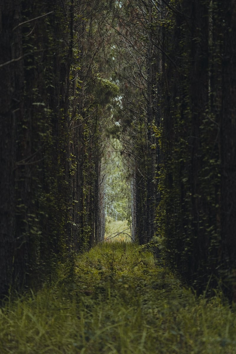Silent Pathways